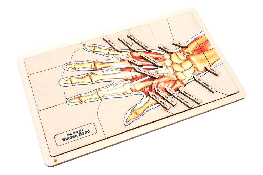Anatomy of a Human Hand Puzzle with Nomenclature Cards (6-9) (Printed)