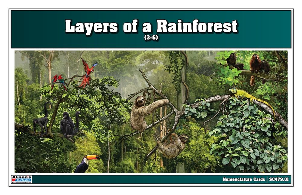 Layers of a Rainforest (Nomenclature Cards) (6-9) (Printed)