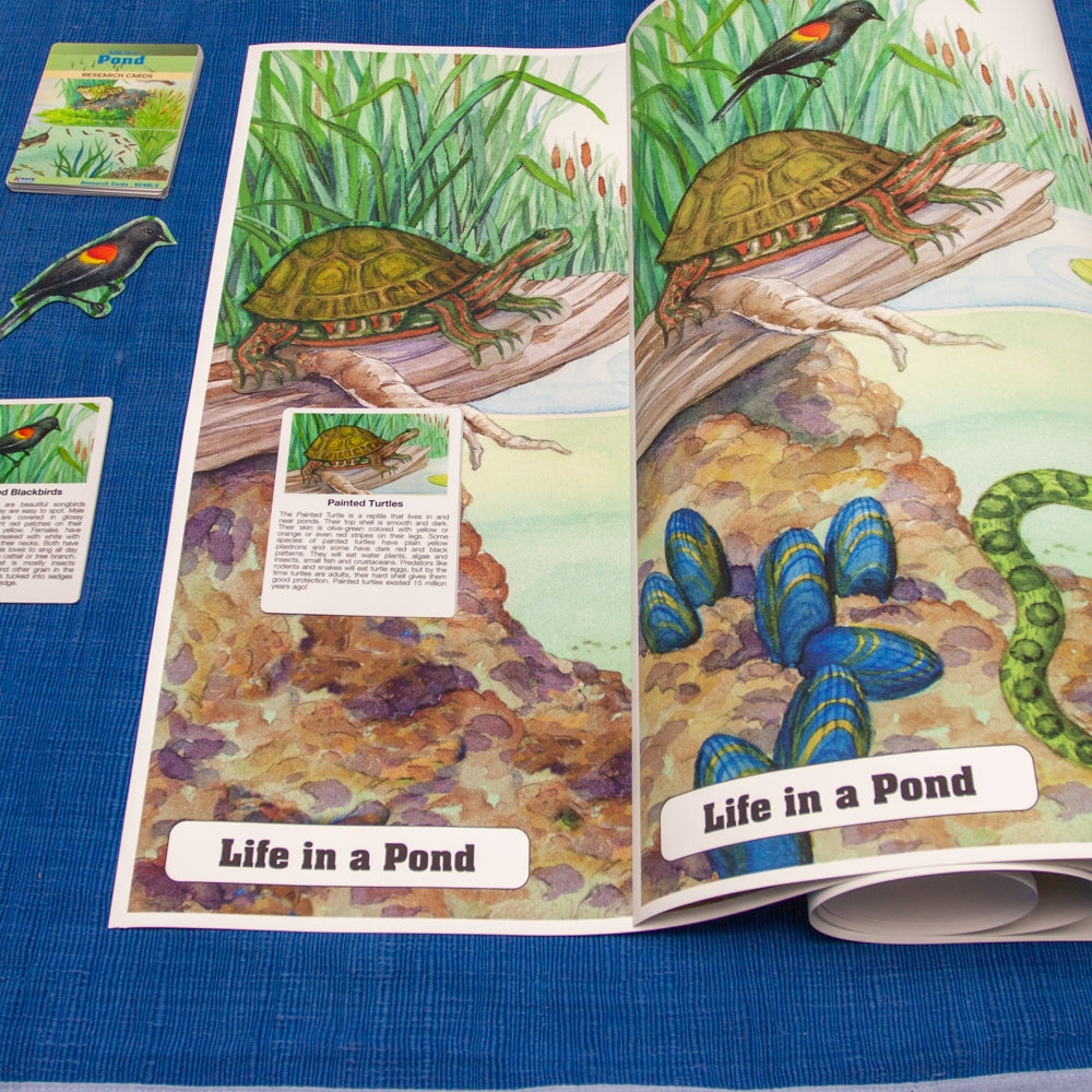 Life in a Pond Chart