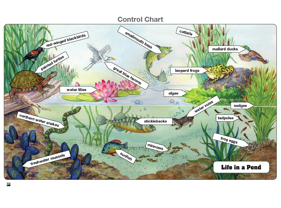 Life in a Pond Puzzle with Nomenclature Cards (6-9) (Printed)