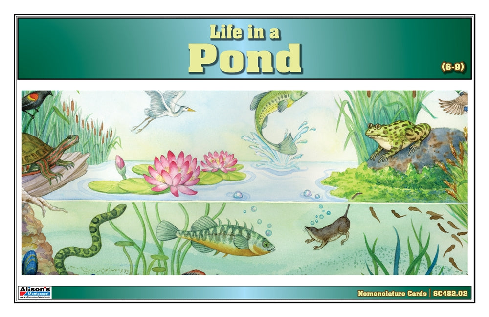 Life in a Pond Puzzle with Nomenclature Cards (6-9) (Printed)