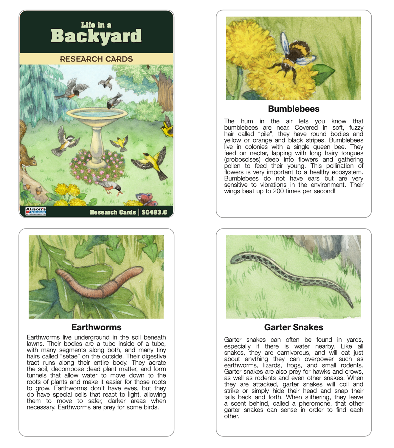 Life in a Backyard Chart