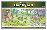 Life in a Backyard Nomenclature Cards (6-9) (Printed)