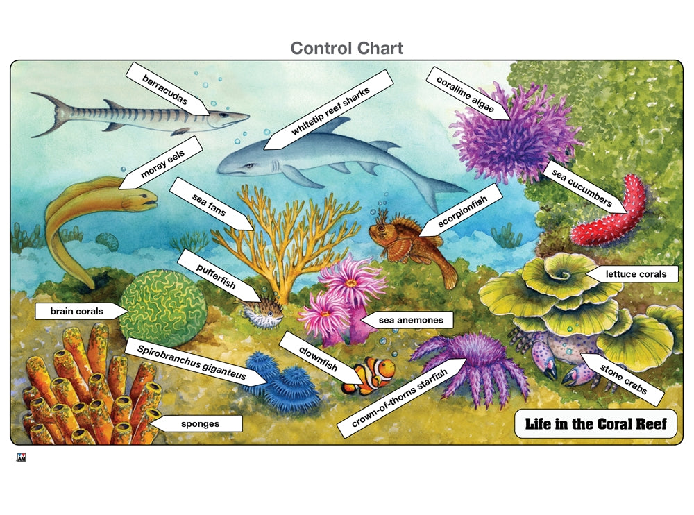 Life in the Coral Reef Puzzle