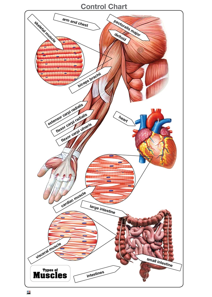 Types of Muscles Puzzle with Nomenclature Cards (6-9) (Printed)