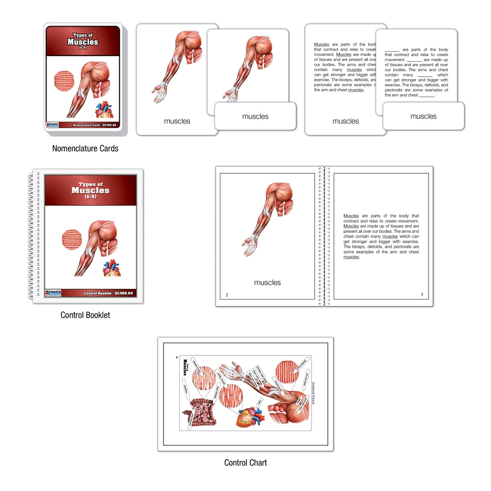 Types of Muscles Puzzle with Nomenclature Cards (6-9) (Printed)