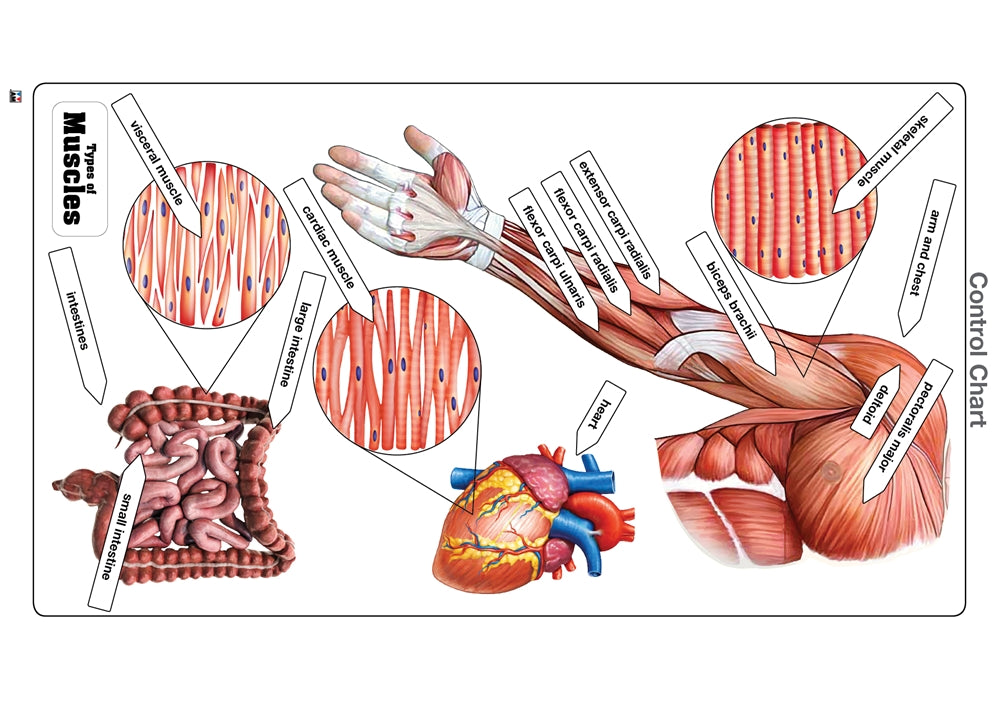Types of Muscles Puzzle