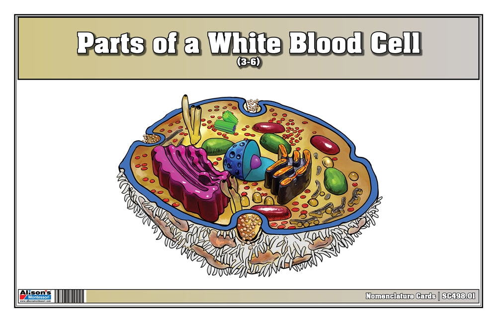 Parts of a White Blood Cell Nomenclature Cards (3-6) (Printed)