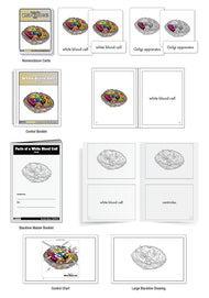 Parts of a White Blood Cell Nomenclature Cards (3-6) (Printed)