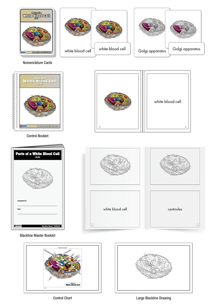 Parts of a White Blood Cell Puzzle with Nomenclature Cards (3-6) (Printed)
