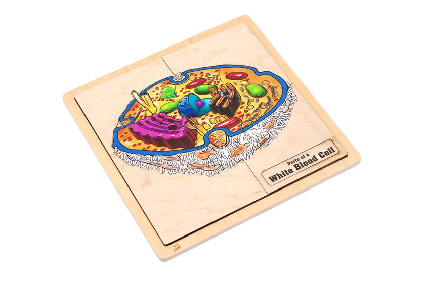Parts of a White Blood Cell Puzzle with Nomenclature Cards (6-9) (Printed)
