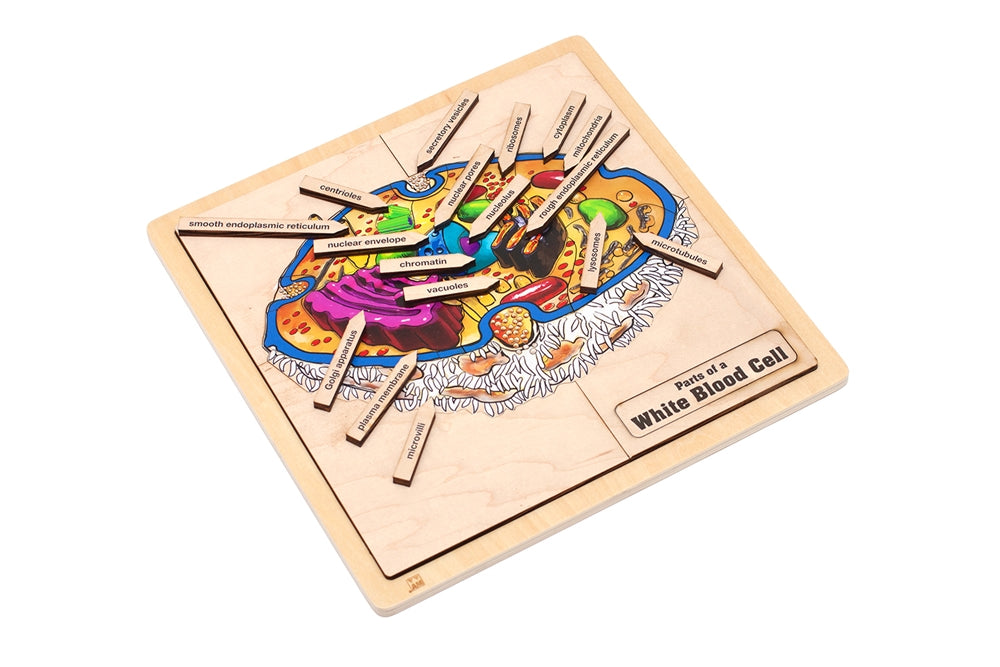 Parts of a White Blood Cell Puzzle with Nomenclature Cards (6-9) (Printed)
