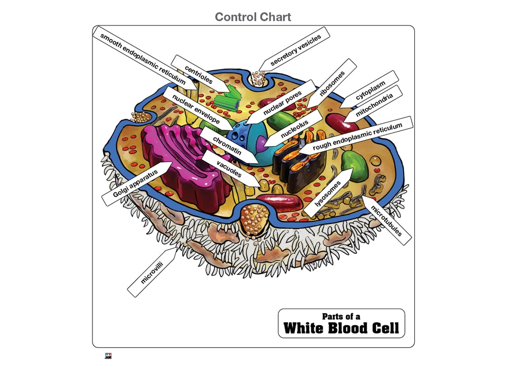 Parts of a White Blood Cell Puzzle with Nomenclature Cards (6-9) (Printed)