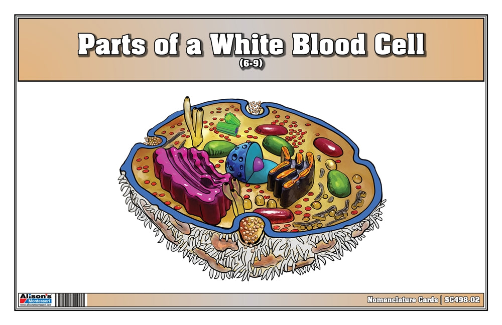 Parts of a White Blood Cell Puzzle with Nomenclature Cards (6-9) (Printed)