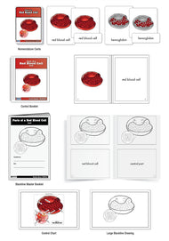 Parts of a Red Blood Cell Nomenclature Cards (3-6) (Printed)