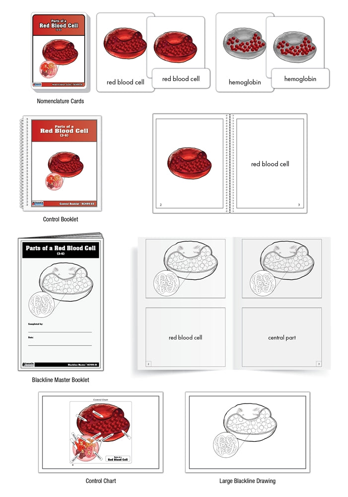 Parts of a Red Blood Cell Nomenclature Cards (3-6) (Printed)