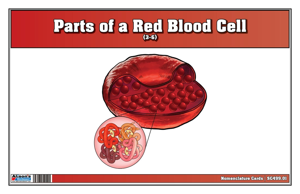 Parts of a Red Blood Cell Puzzle with Nomenclature Cards (3-6) (Printed)