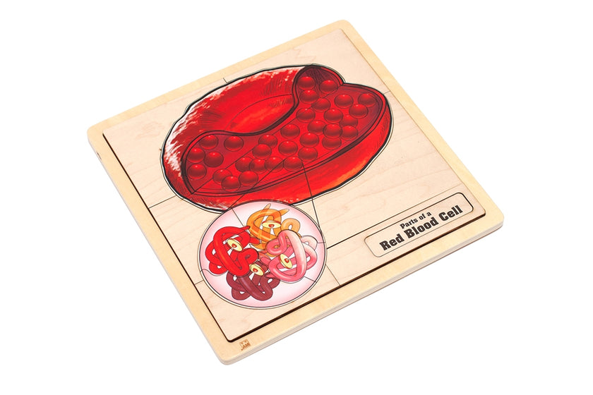 Parts of a Red Blood Cell Puzzle with Nomenclature Cards (6-9) (Printed)