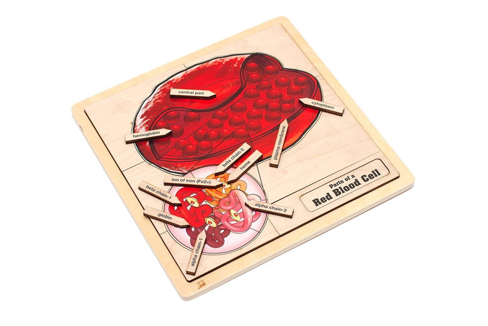 Parts of a Red Blood Cell Puzzle with Nomenclature Cards (6-9) (Printed)