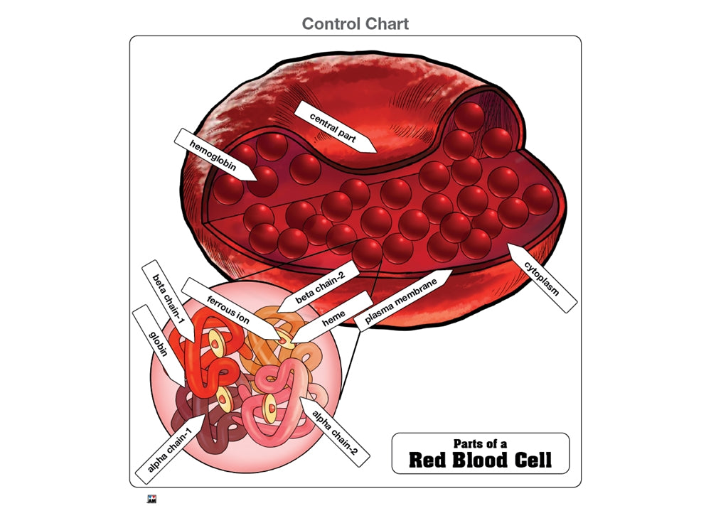 Parts of a Red Blood Cell Puzzle with Nomenclature Cards (6-9) (Printed)