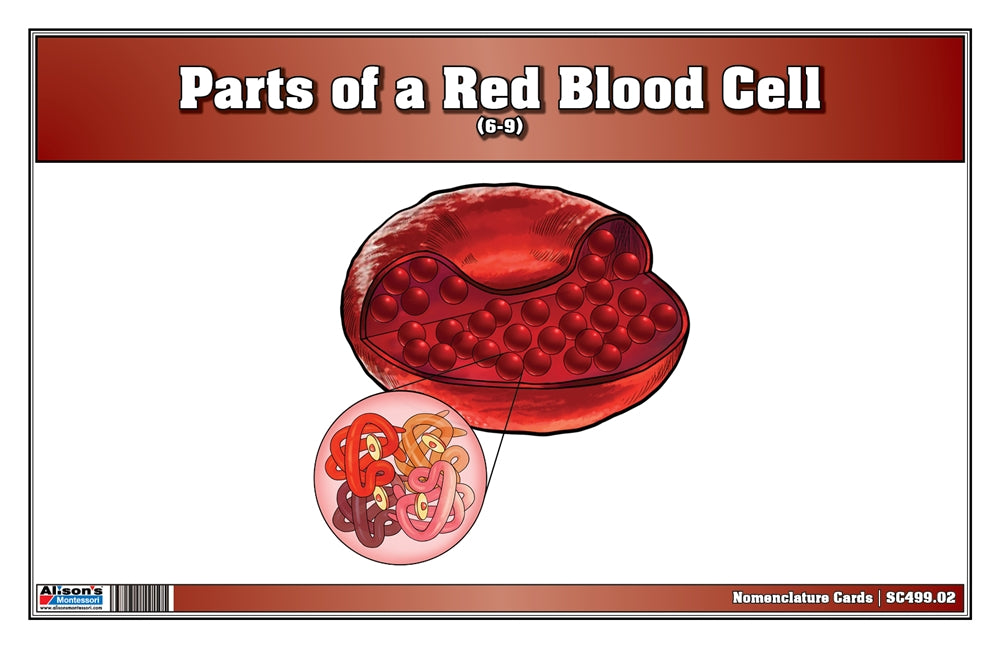 Parts of a Red Blood Cell Puzzle with Nomenclature Cards (6-9) (Printed)