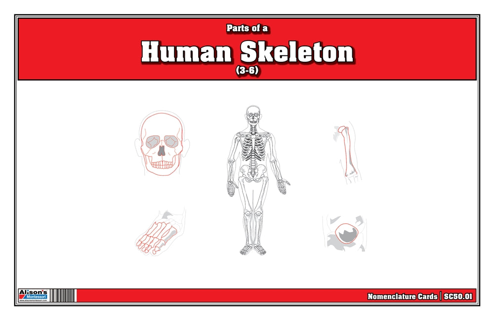 Parts of a Human Skeleton (Printed)