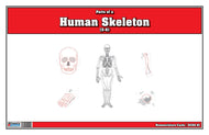 Parts of a Human Skeleton (Printed)