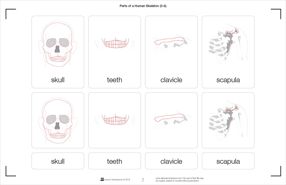 Parts of a Human Skeleton (Printed)