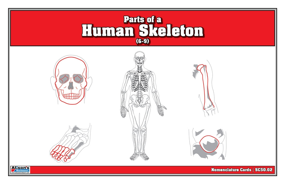 Parts of a Human Skeleton Nomenclature Cards (6-9)