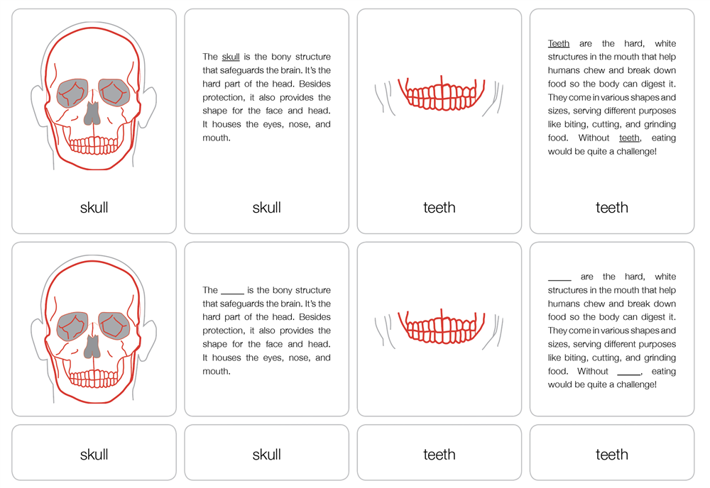 Parts of a Human Skeleton Nomenclature Cards (6-9)