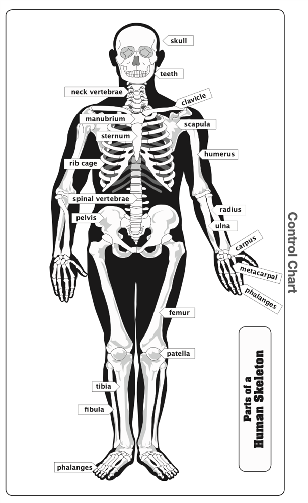 Parts of a Human Skeleton Puzzle with Nomenclature Cards (3-6) (Printed)
