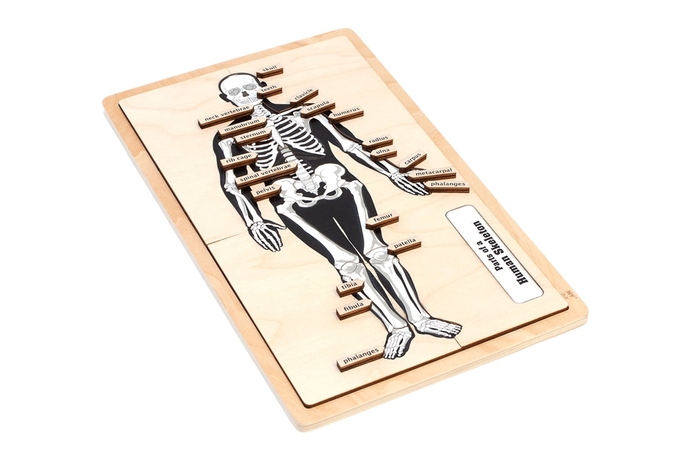 Parts of a Human Skeleton Puzzle with Nomenclature Cards (6-9)