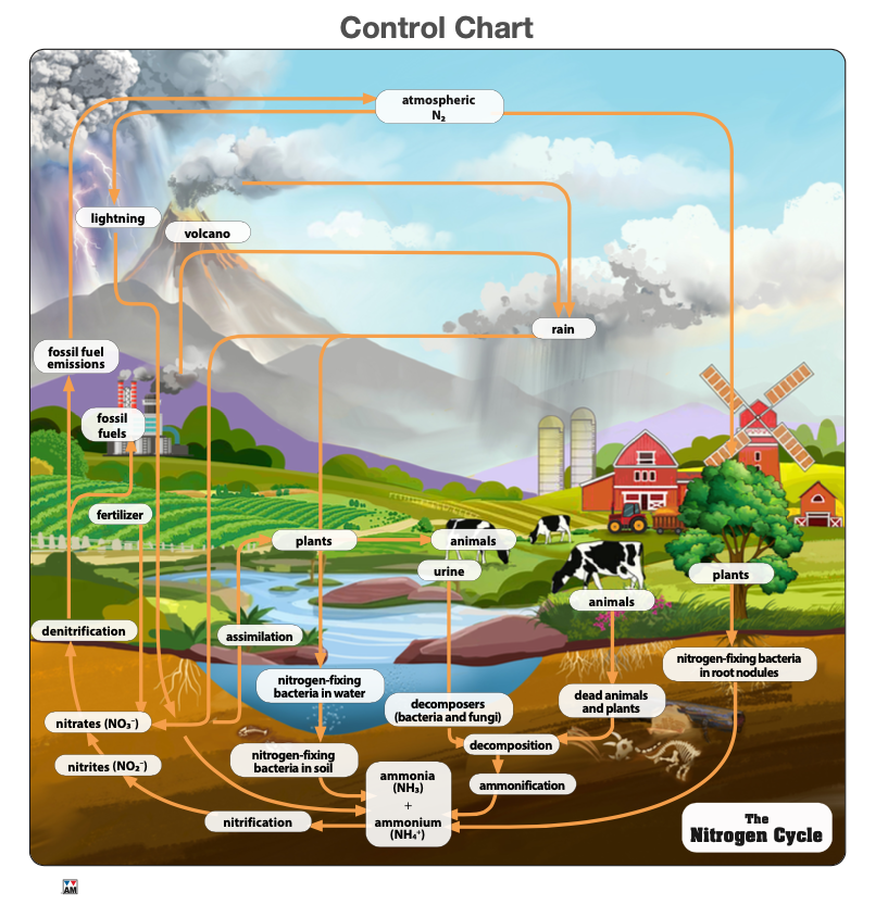 The Nitrogen Cycle Puzzle
