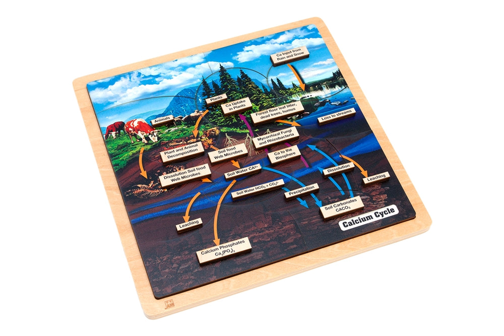 The Calcium Cycle Puzzle