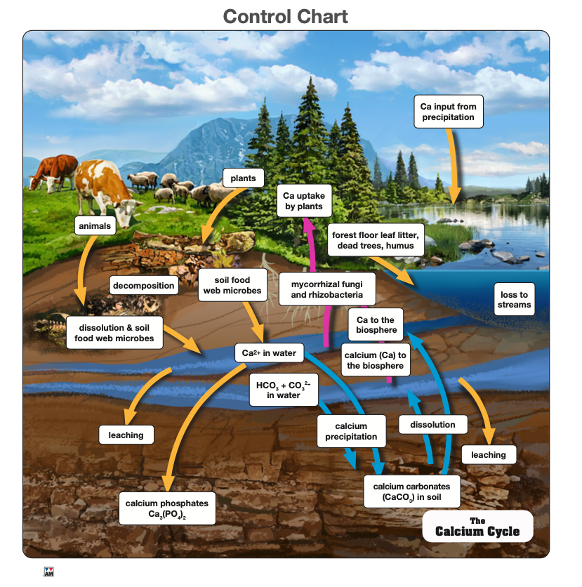 The Calcium Cycle Puzzle