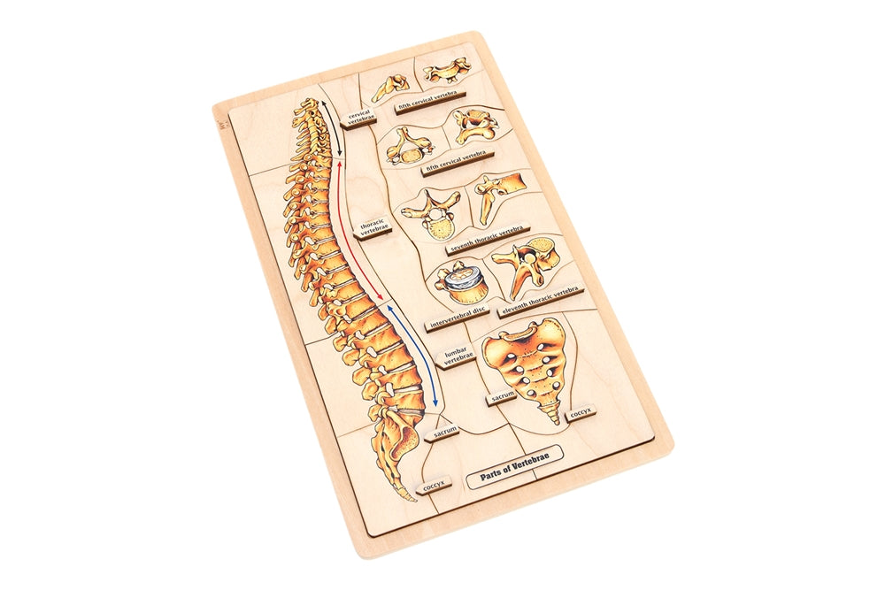 Parts of a Vertebrae Puzzle with Research Cards