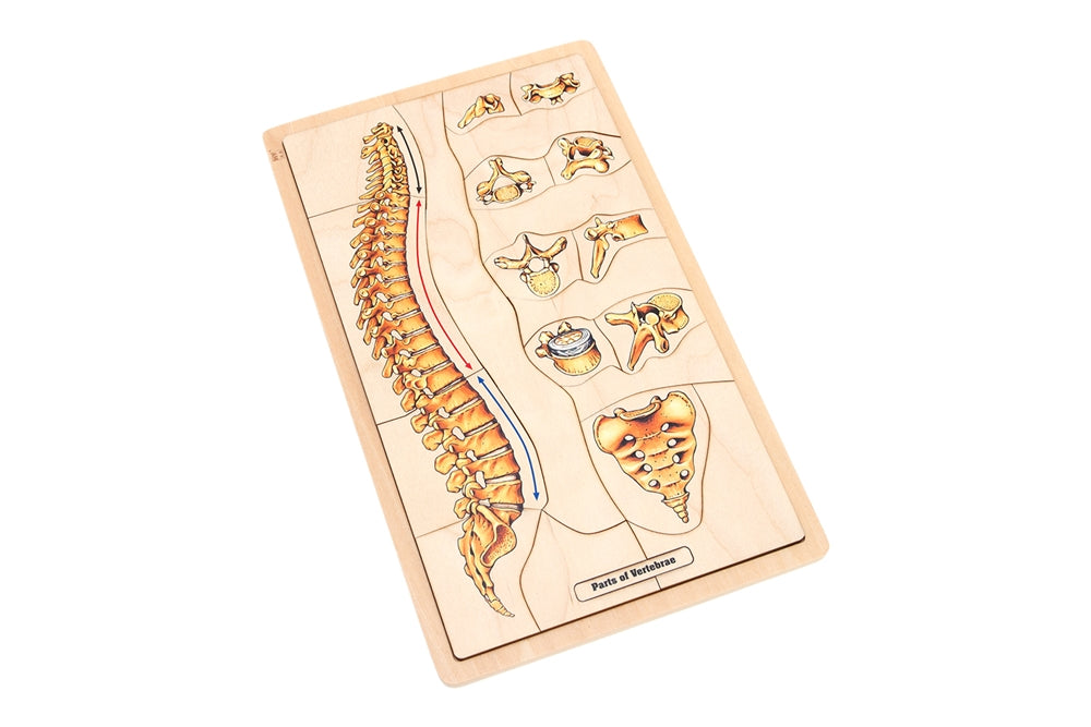Parts of a Vertebrae Puzzle with Research Cards