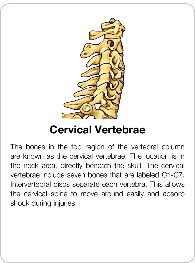 Parts of a Vertebrae Puzzle with Research Cards
