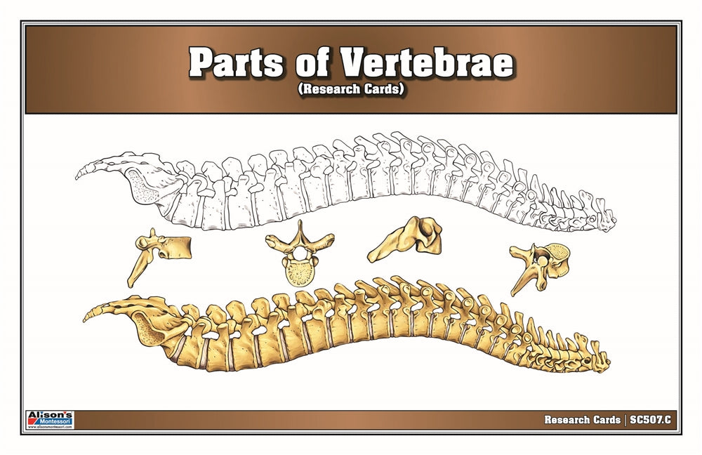 Parts of a Vertebrae Research Cards
