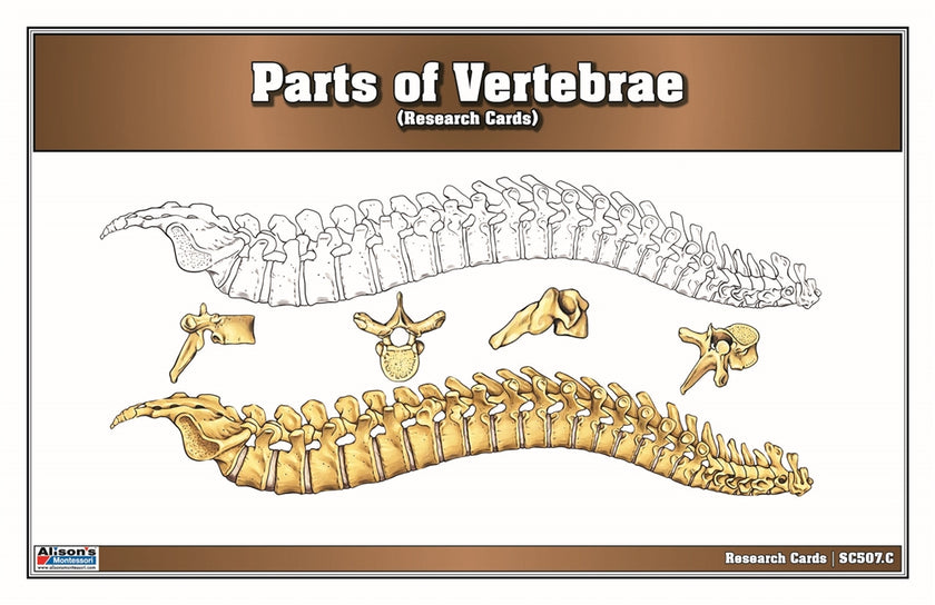 Parts of a Vertebrae Research Cards