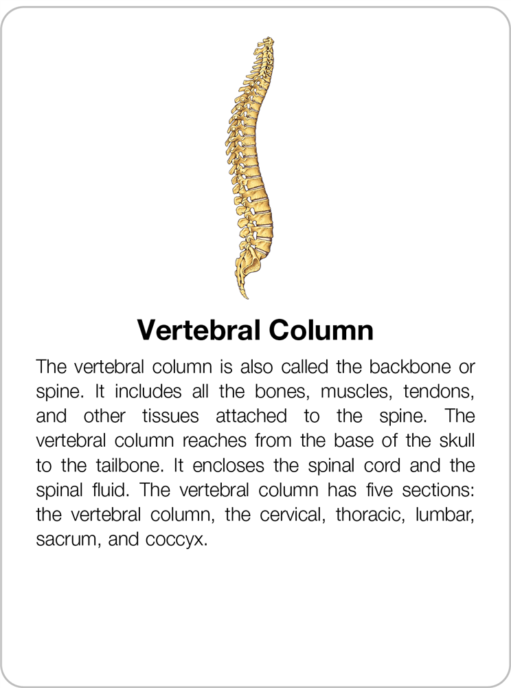 Parts of a Vertebrae Research Cards