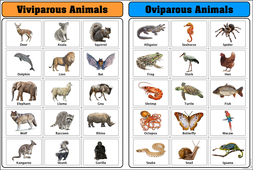 Oviparous vs. Viviparous Animals Charts with Cards
