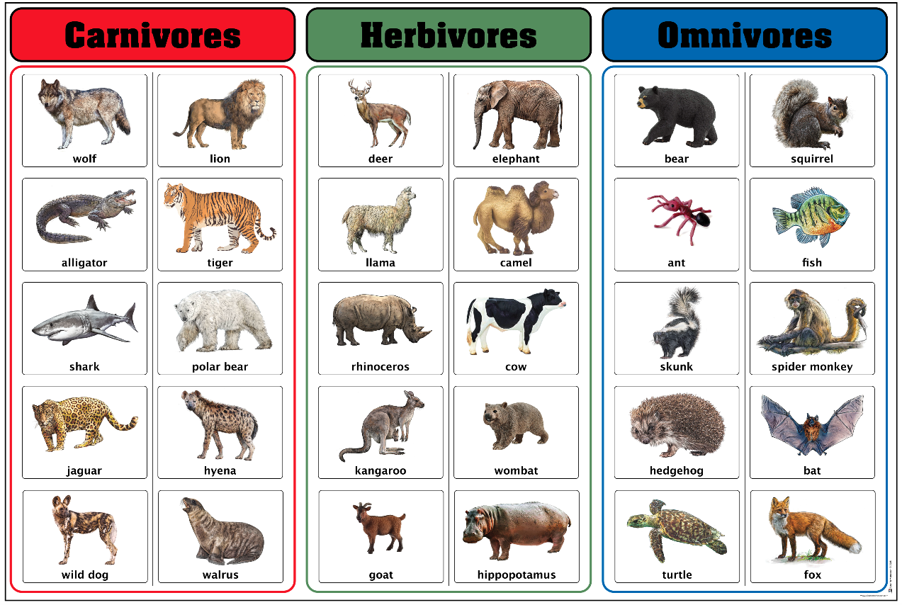 Carnivores, Herbivores, and Omnivores Charts with Cards