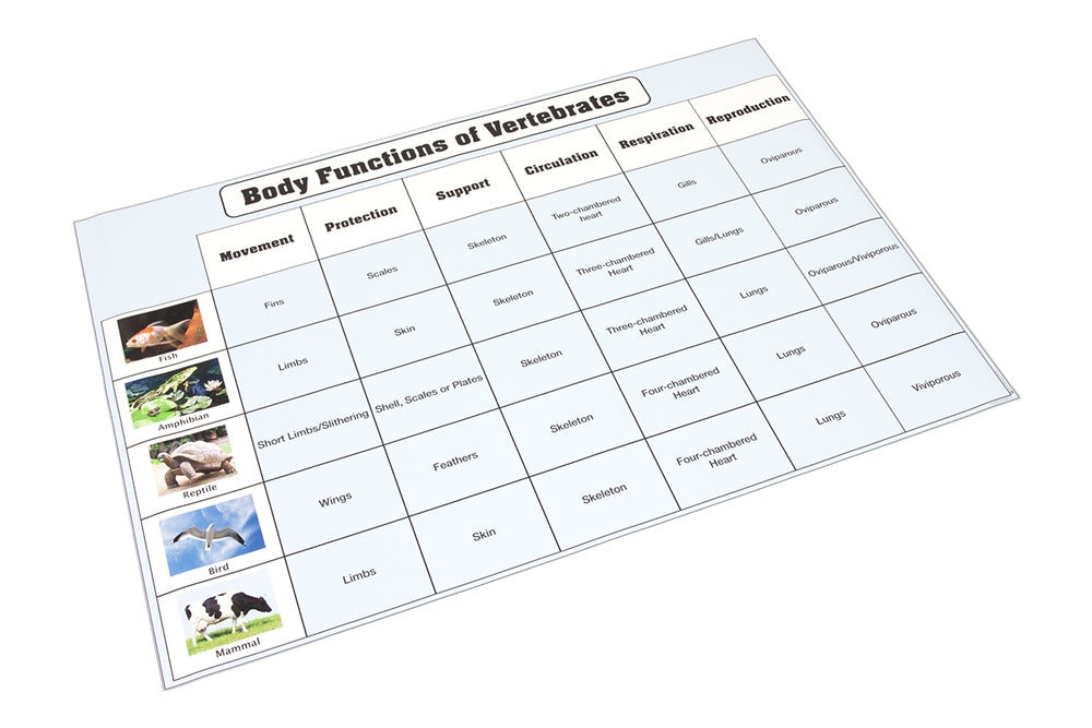 Body Functions of Vertebrates