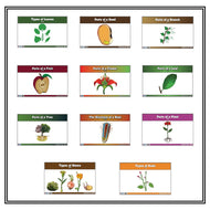 Primary Classified Botany Nomenclature Cards (Printed)
