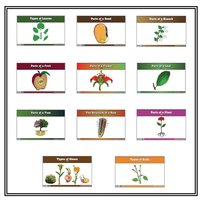 Primary Classified Botany Nomenclature Cards (Printed)