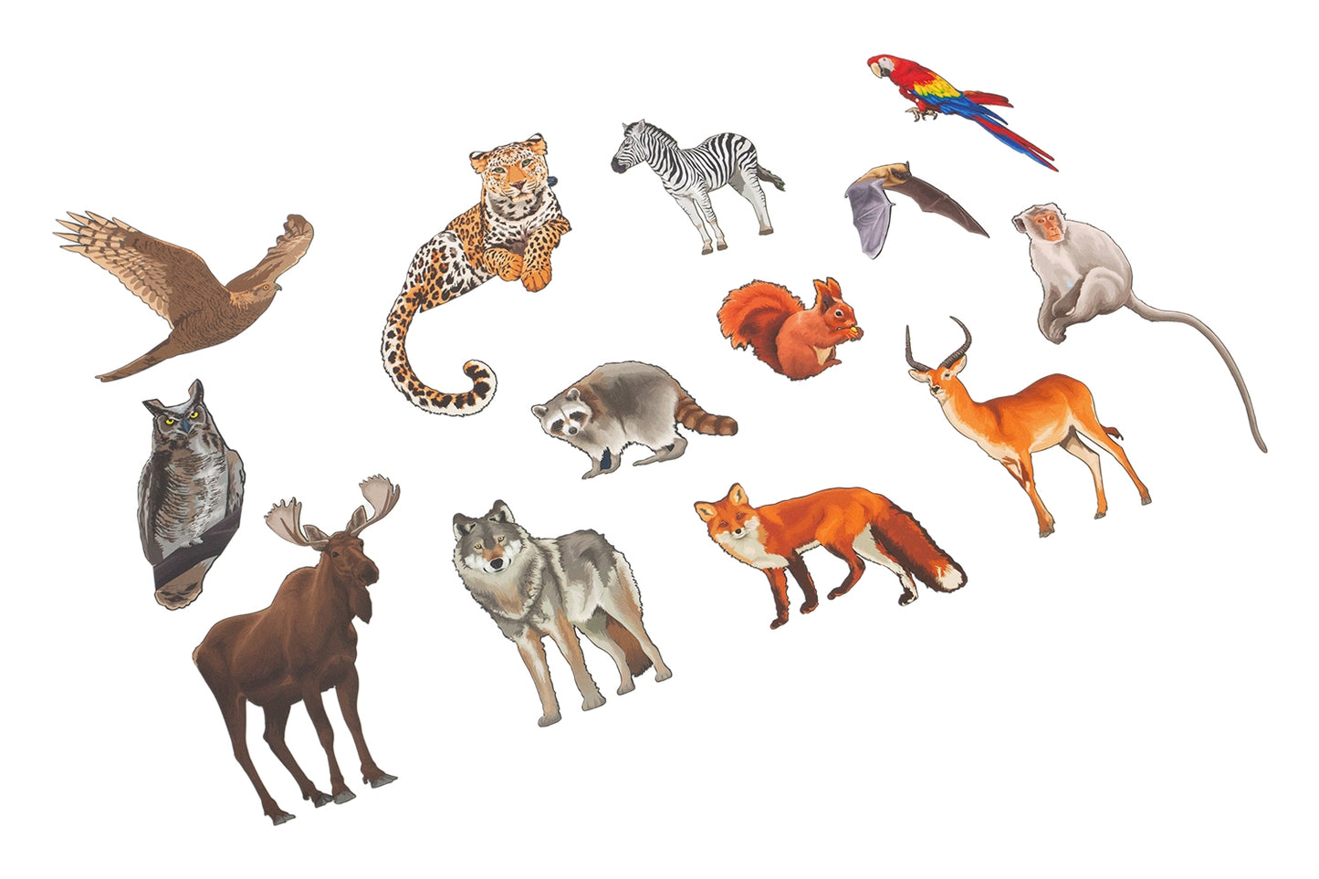 Nocturnal vs Diurnal Animals