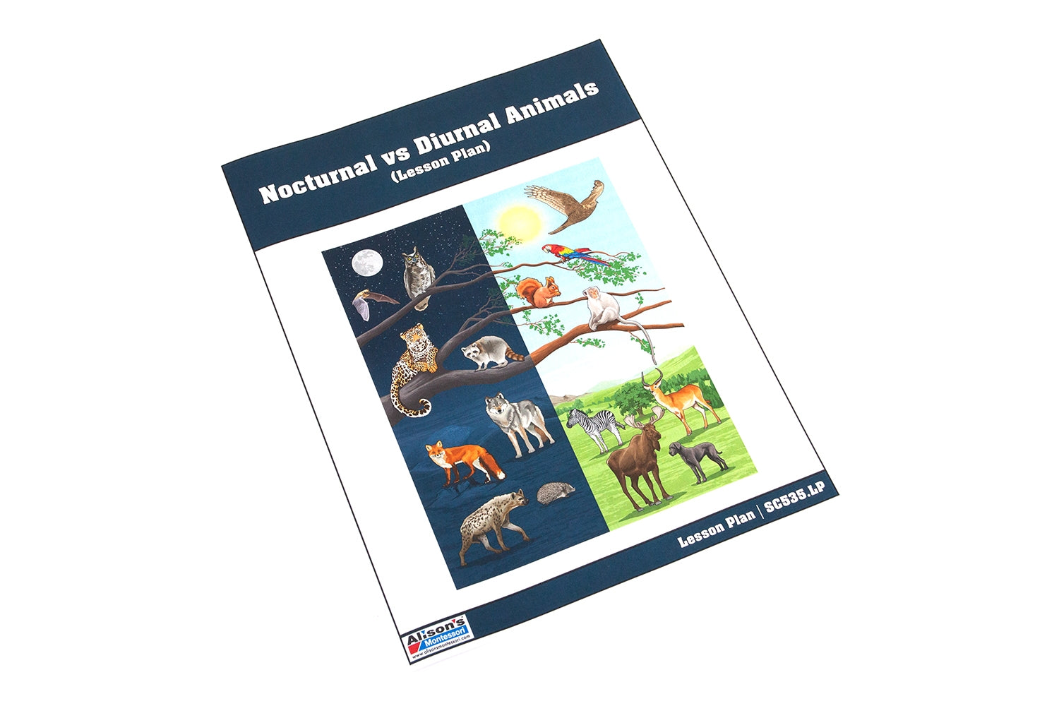 Nocturnal vs Diurnal Animals