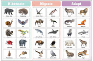 Hibernate, Migrate, and Adapt Charts with Cards