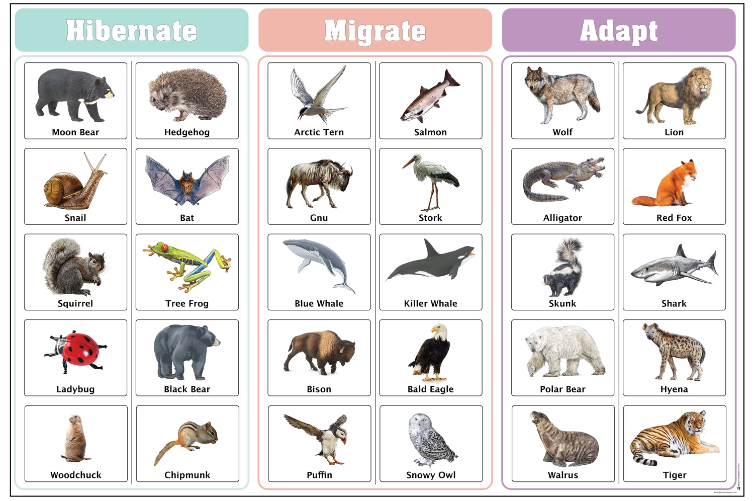 Hibernate, Migrate, and Adapt Charts with Cards